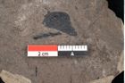 Foto (Detailansicht) von Araucaria sternbergii Goeppert (NHMW-GEO-2024-0188-8276)